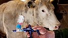 Symbolbild: Impfung gegen die Blauzungenkrankheit | Bild: picture-alliance/dpa