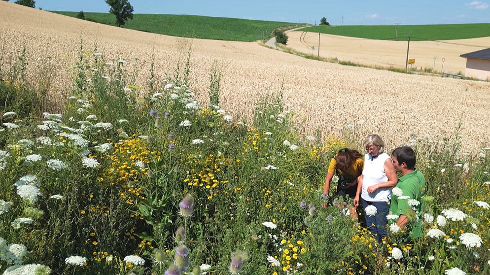Projekt im Rottal: Insektenfreundliche Landwirtschaft | Bild: BR