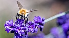 Symbolbild: Biene auf Blume | Bild: picture-alliance/dpa