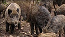 Wildschweine im Wald | Bild: BR
