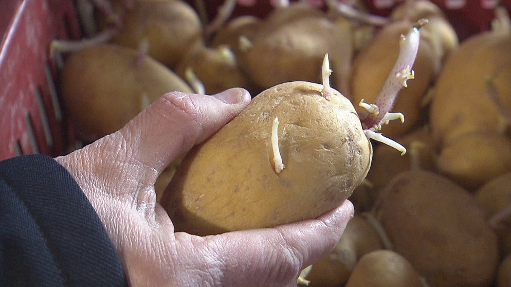 Keimende Kartoffel | Bild: BR