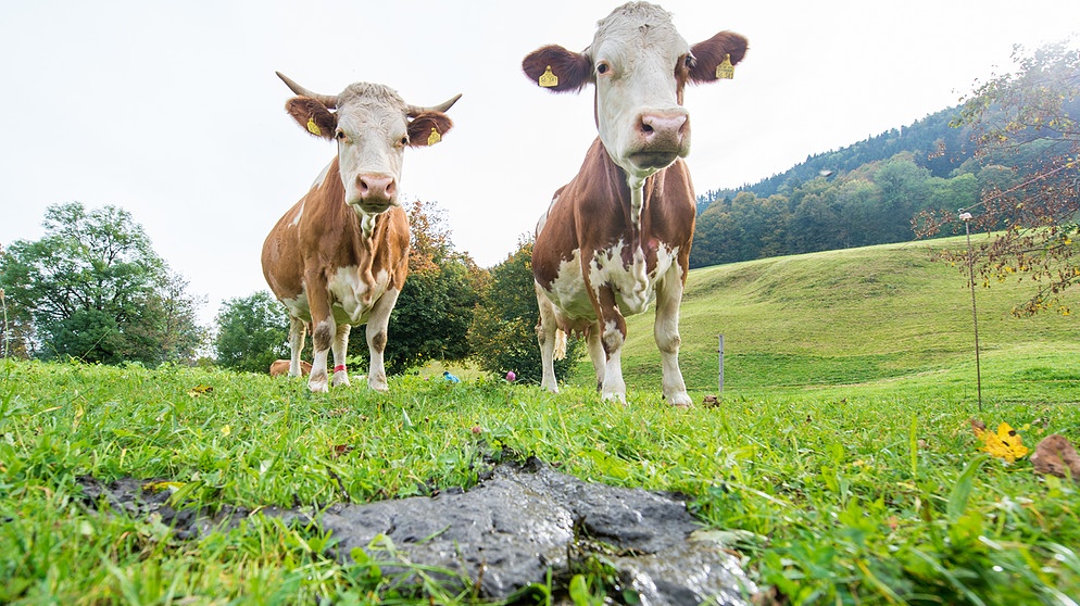 Zwei Kühe stehen hinter einem Kuhfladen auf der Weide. | Bild: picture-alliance/dpa | Marc Müller