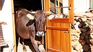 Symbolbild: Kuh in Kombihaltung | Bild: BR