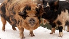 Sie waren fast ausgestorben! Von der Schweinerasse Kune-Kune gab es vor 50 Jahren noch 18 Tiere. Dank des Engagements vieler Liebhaber wurde die Rasse gerettet. | Bild: BR