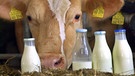 Eine Kuh, im Vordergrund mehrere Flaschen Milch | Bild: picture-alliance/dpa