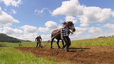 Mit Pferden, Pflug und Egge: So bewirtschaften die "Retro-Bauern" Joachim Schreijäg und Anja Ströbel ihre Felder. | Bild: SWR