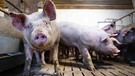 Schweine in einem Schweinestall | Bild: dpa-Bildfunk/Sina Schuldt
