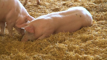 Strohschwein im Stall | Bild: BR