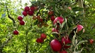 Äpfel in Apfelplantage | Bild: BR