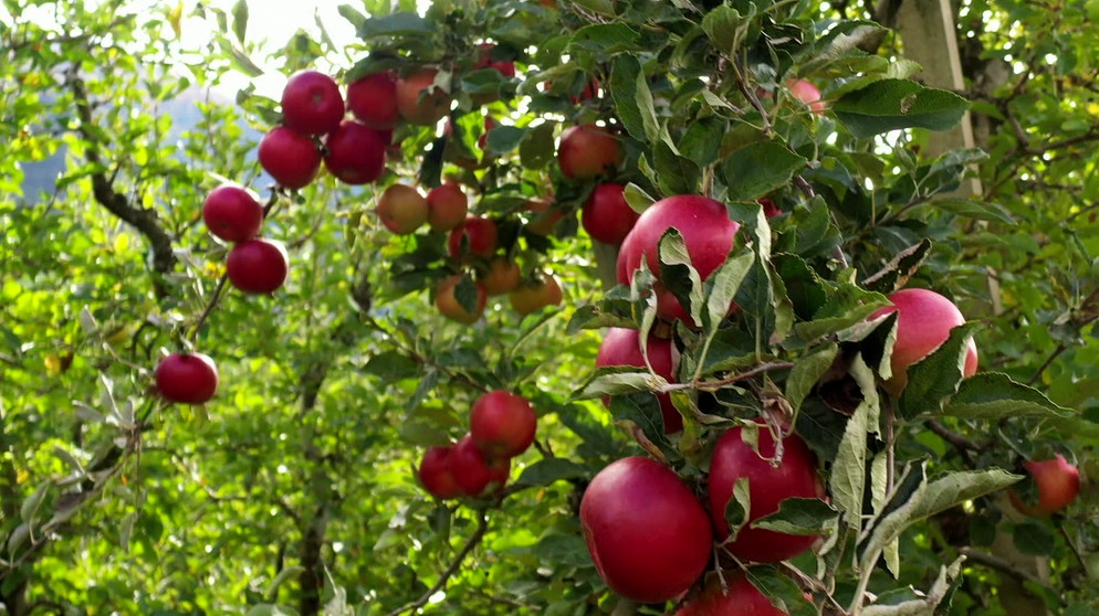 Äpfel in Apfelplantage | Bild: BR