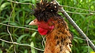 Sandschak-Hühner sind Zweinutzungstiere mit einem Extra-Vorteil: Die Hähne vertreiben durch ihr spezielles und langes Krähen Hühnerdiebe wie Fuchs und Habicht. | Bild: BR