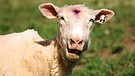 Schaf auf Neuseeland | Bild: picture alliance / Jürgen Schwenkenbecher