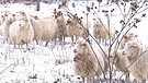 Schafe im Schnee | Bild: BR