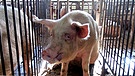 Für Schweinehalter gibt es neue Vorschriften: Muttersauen müssen mehr Platz im Schweinestall bekommen. | Bild: BR