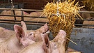 Schweine spielen mit Stroh | Bild: picture alliance / Countrypixel | FRP