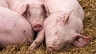 Symbolbild: Schweine im Schweinestall | Bild: picture-alliance/dpa