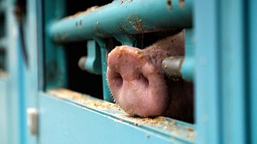 Ein Schweinerüssel ist durch die Gitterstäbe eines Tiertransporters zu sehen. | Bild: BR