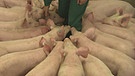 Gedränge im Schweinestall | Bild: BR