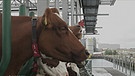Kühe auf der Floating Farm | Bild: BR