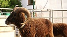 Soay-Schafe | Bild: BR