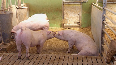 Schweine im Offenstall | Bild: BR