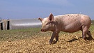 Schwein auf der Wiese | Bild: BR