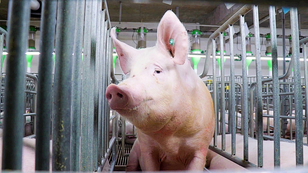 In China ist die Nachfrage nach Schweinfleisch groß, aber Land ist teuer. Also investieren große Konzerne in Schweinemast-Hochhäuser. Dort werden pro Jahr 1,2 Millionen Schweine gemästet – Massentierhaltung extrem. | Bild: BR