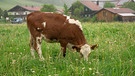 Los geht’s mit dem Start in den Alm-Sommer! Aber die Kuh-Herde von Landwirt Richard Kecht geht nicht direkt vom Stall auf die Alm. Vorher gibt es ein kleines Alm-Training. | Bild: BR