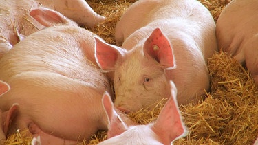 Viele Landwirte sehen die Tierwohlmilliarde als Chance: so können sie einen neuen Schweinestall bauen – mit staatlichem Zuschuss. Denn die Bundesregierung fördert mit der sogenannten Tierwohlmilliarde Haltungsform 3 oder 4 oder Öko. | Bild: BR