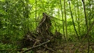 Wie sieht der Wald der Zukunft aus? Darüber wird viel diskutiert. Nicht nur unter Förstern. Ein mögliches Konzept: Dauerwälder anlegen.  | Bild: BR