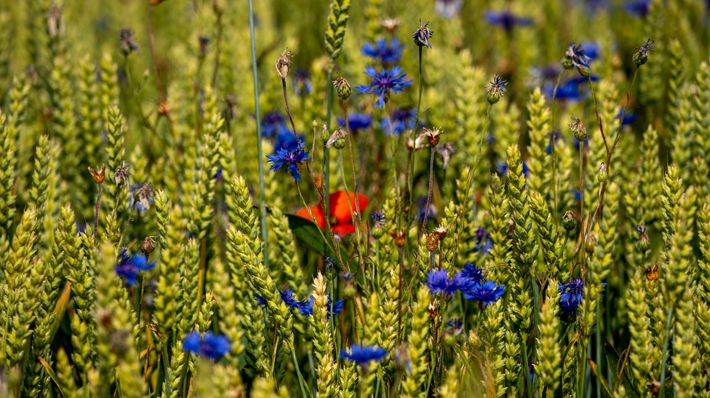 Wildblumen im Getreidefeld | Bild: picture-alliance/dpa