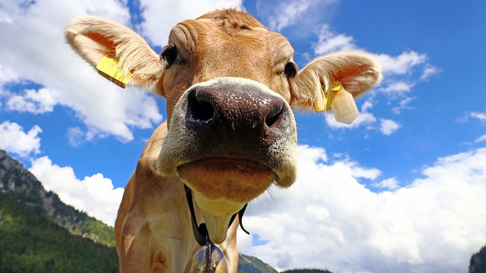 Direktvermarktung für Bio-Rinder "Nose to tail" | Bild: colourbox.de