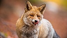 Ein Fuchs leckt sich das Maul | Bild: picture alliance / Zoonar | Jakub Mrocek
