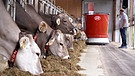 Nur wenige Landwirte investieren in Futterroboter für Kühe, obwohl sie Vorteile bieten. Der Grund: Nicht für alle lohnt sich die Investition. | Bild: BR