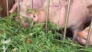 Schweine fressen Grünfutter | Bild: BR