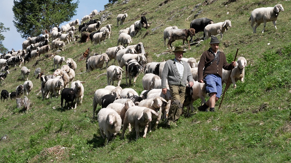 Schäfer und Schafe am Berghang | Bild: BR