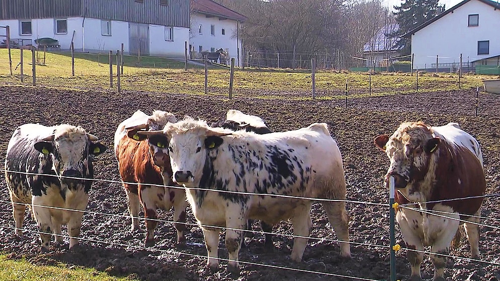 Pustertaler Rinder | Bild: BR