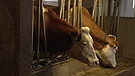 Kühe in Anbindehaltung | Bild: BR
