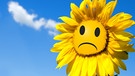 Traurige Sonnenblume | Bild: stock.adobe.com/oticki