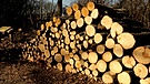 Holzstapel im Waldpark | Bild: BR