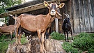 In Bayern ist sie eher eine Seltenheit: Die Ziege als Nutztier.  | Bild: picture-alliance/dpa