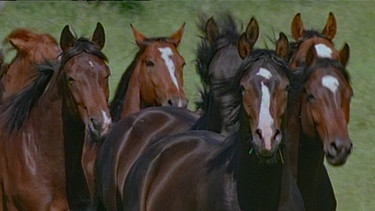 Aus dem Film "Schwaiganger - Ein Jahr mit den Pferden", 1999 | Bild: BR/Martin Lippl