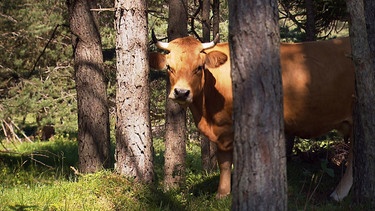 Murnau-Werdenfelser Rinder sind etwas kleiner und wendiger. | Bild: BR/Rupert Heilgemeir