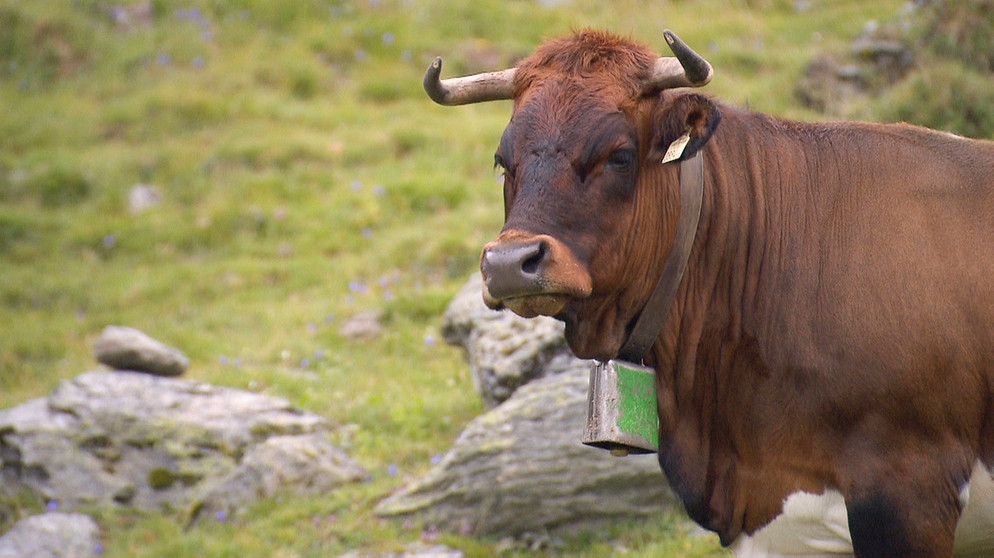Das Tuxer Rind gehört zu den ältesten und robustesten Alpenrinderrassen. | Bild: BR/Rupert Heilgemeir