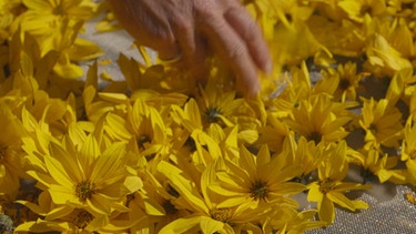 Die Lindls aus Heimenkirch bei Wangen im Allgäu machen aus den getrockneten Blüten des Topinamburs Salben und Tees.
| Bild: BR/Arnd Frenger