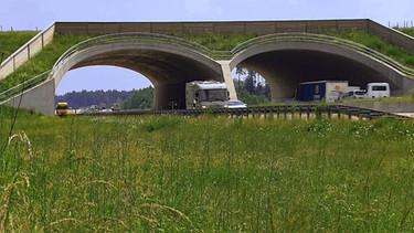 Innerhalb der Westlichen Wälder hinter Augsburg wurden beim Autobahnausbaus zwei Grünbrücken für Wildtiere errichtet. | Bild: BR/Rupert Heilgemeir
