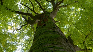 Der älteste Energielieferant der Menschheit ist der Wald. | Bild: BR