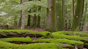 Energie aus dem Wald - Grenzen der Nachhaltigkeit: Moosbedeckte Baumstämme liegen im Wald | Bild: BR
