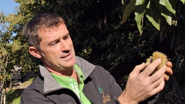 Kastanienherbst in Südtirol: Hans Laimer betreibt eine Baumschule speziell für Kastanienbäume | Bild: BR
