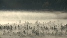 Unter unserem Himmel - Im Schwangauer Seenland: Nadelwald im Nebel | Bild: BR